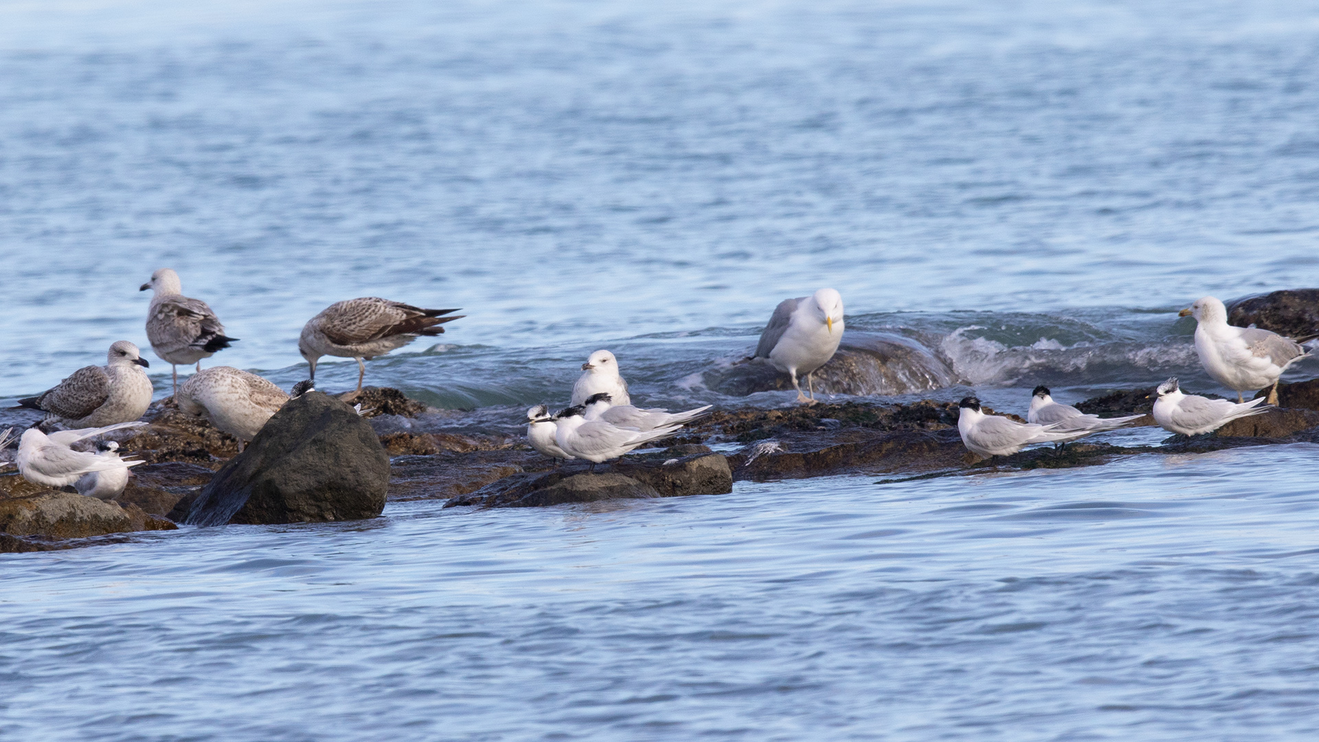 Sandwich Tern